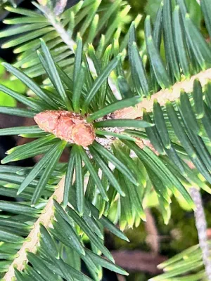 Abies spectabilis CC7601 (East Himalayan Fir)