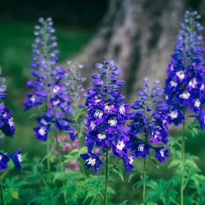 Delphinium Magic Fountain Dark Blue/White 9cm / 3L