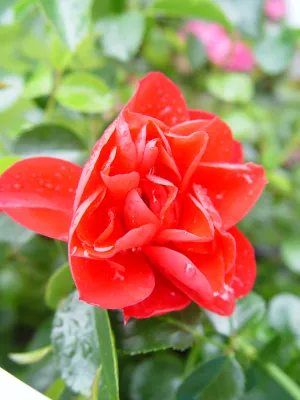 Red Flower Carpet Rose